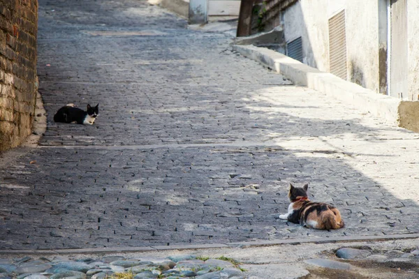 Δύο Γάτες Στον Πέτρινο Δρόμο Στην Παλιά Πόλη Της Τιφλίδας — Φωτογραφία Αρχείου