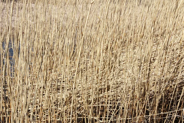 Grama Seca Fundo Campo Cor Ouro Textura Grama — Fotografia de Stock