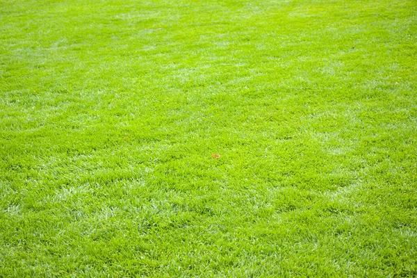Green grass background, close-up and view of grass and field. Pattern and texture of grass.