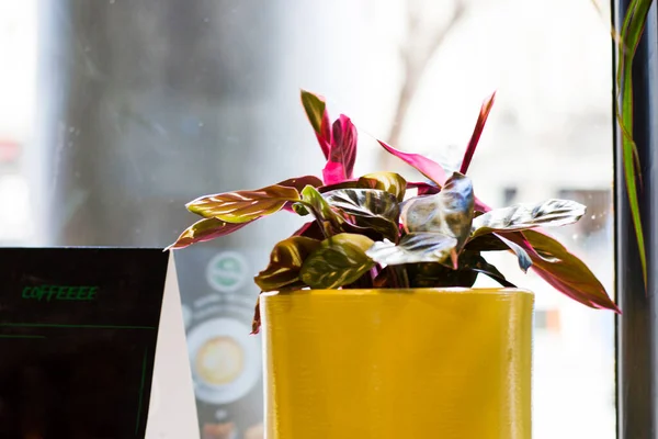 Tableau Noir Plantes Sur Table Dans Café Une Maison Près — Photo