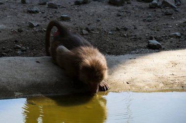 Makaklar Cercopithecinae alt familyasından eski dünya maymunlarının oluşturduğu bir cinstir. Tiflis Hayvanat Bahçesi 'ndeki maymun şebekesi. Georgia
