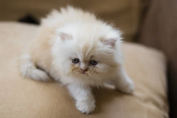Cats Kitten Pet Portrait Close — Stock Photo, Image
