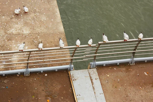 トルコのイスタンブール沿岸のカモメや他の鳥 — ストック写真