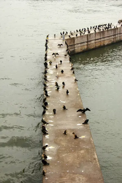 トルコのイスタンブール沿岸のカモメや他の鳥 — ストック写真