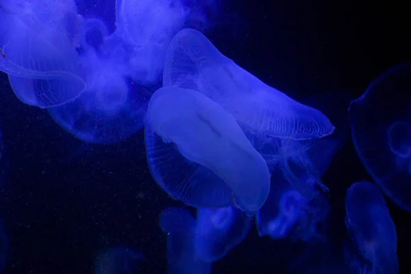 Água Viva Subaquática Fundo Escuro Luz Cor Azul Animais Marinhos — Fotografia de Stock