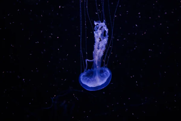 jellyfish underwater, dark background, blue color light, wildlife sea animal, beautiful scene of swimming.