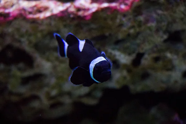 Fish Aquarium Close Portrait Fish Sea Animal Life — Stock Photo, Image