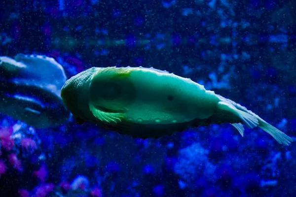 Fish Aquarium Close Portrait Fish Sea Animal Life — Stock Photo, Image