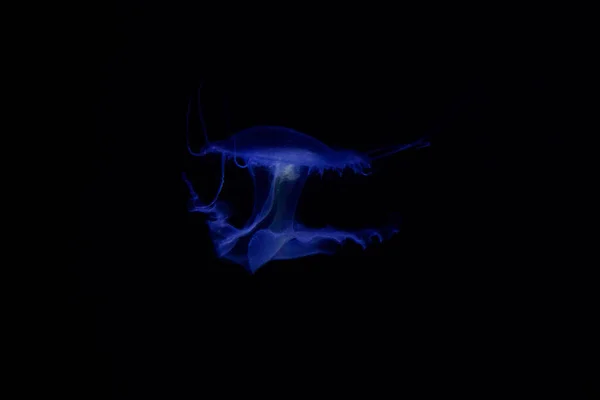 Medusas Bajo Agua Fondo Oscuro Luz Color Azul Animales Marinos — Foto de Stock