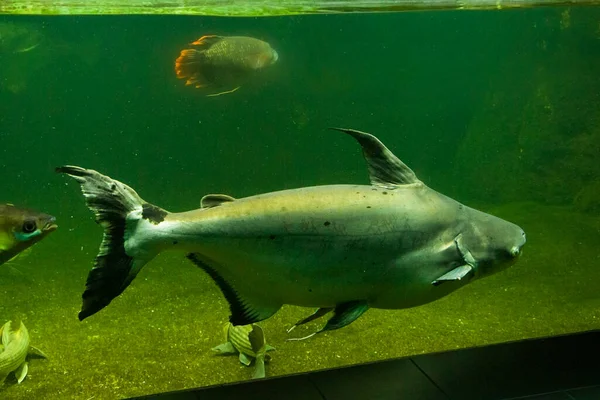 Ryby Akváriu Detailní Portrét Ryb Život Mořských Živočichů — Stock fotografie