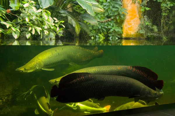 Fish Aquarium Close Portrait Fish Sea Animal Life — Stock Photo, Image