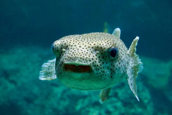 Fish Aquarium Close Portrait Fish Sea Animal Life — Stock Photo, Image