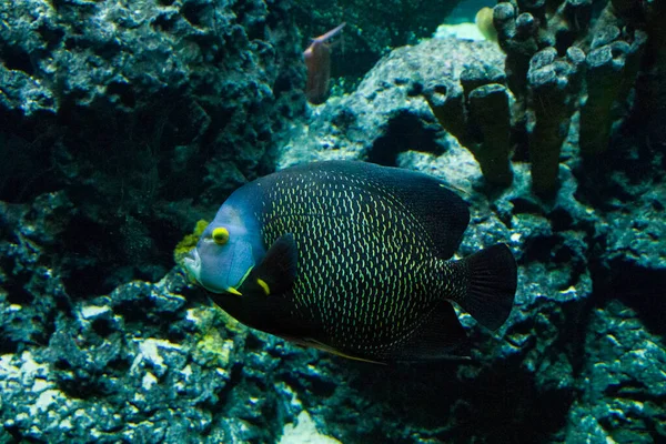 Fish Aquarium Close Portrait Fish Sea Animal Life — Stock Photo, Image