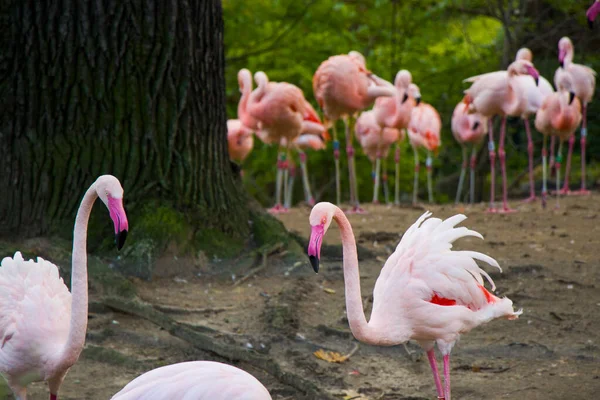 Flamingos小组关于自然背景 柏林动物园 野生动物的生命 德国的火烈鸟群 — 图库照片