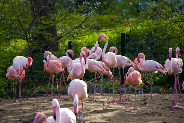 Flamingos小组关于自然背景 柏林动物园 野生动物的生命 德国的火烈鸟群 — 图库照片