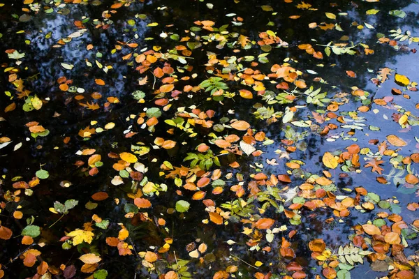 Autumn Leaves Water Water Reflection Colorful Leaf Park Berlin Germany — Stock Photo, Image