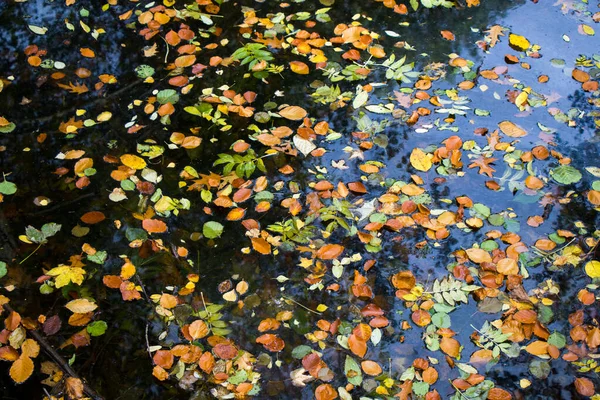 Herbstblätter Wasser Wasserspiegelung Und Buntes Blatt Park Von Berlin Deutschland — Stockfoto