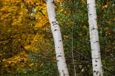 Sonbahar ve sonbahar parkı ve orman ağaçları. Doğada sarı ve turuncu renkler. Litvanya
