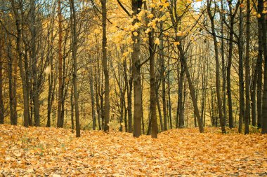Gürcistan orman ağaçları ve çevresi, vahşi.