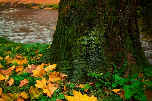 Осень Осень Парк Леса Листья Деревьев Желтые Оранжевые Цвета Природе — стоковое фото