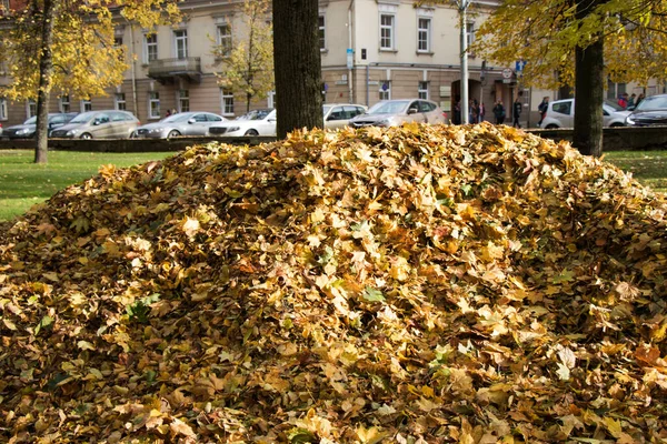 Outono Queda Parque Árvores Florestais Folhas Cores Amarelas Laranja Natureza — Fotografia de Stock