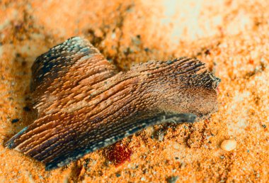 Masanın üzerinde kurumuş türler var. Her tür. Kırmızı biber ve karabiber..