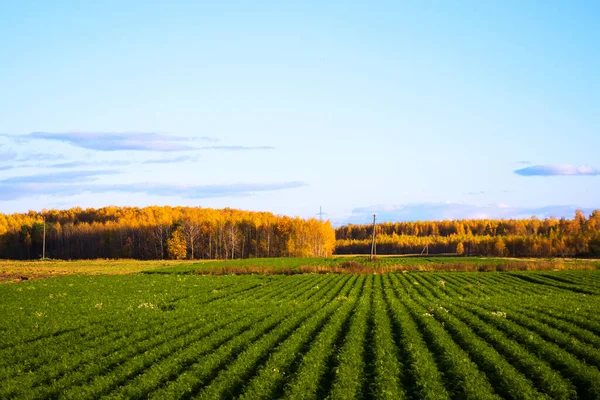 Tal Der Karikierten Pflanzen Und Lebensmittel Europa — Stockfoto