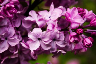 Leylak dalı çiçekleri makro ve yakın plan. Mor ve mor çiçek kafalar. Doğa ve çiçekler.