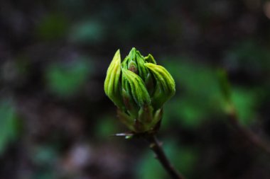 Ağaç dalı popo makro ve yakın plan. Doğa geçmişi. Renkli fotoğraf. Georgia