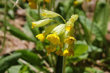 Çiçekler baş makro ve yakın çekim Georgia 'da. Doğa ve bulanık arkaplan. Bokeh.