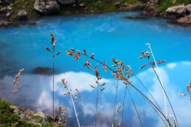Çiçeklere ve bitkilere çiy damlaları, yağmurlu günler, makro ve yakın plan fotoğraf, doğa arka plan.