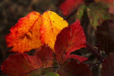 Sonbahar ve sonbahar yaprakları, renkli doğaya yakın çekim. Turuncu, kırmızı ve sarı arka plan. Georgia..
