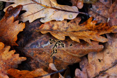 Sonbahar ve sonbahar yaprakları, renkli doğaya yakın çekim. Turuncu, kırmızı ve sarı arka plan. Georgia..
