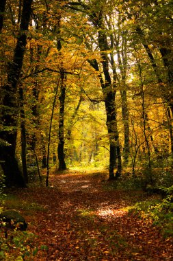 Gürcistan 'da sonbahar ve sonbahar orman manzarası. Sonbahar yaprakları ve ağaçlar. Turuncu ve sarı arkaplan.