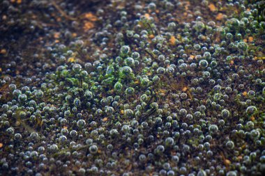Göl suyunda hava kabarcıkları, doğal soyut, doğa arka planı. Yeşil ve kahverengi..