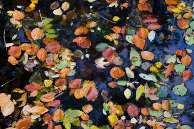 Sudaki sonbahar ve sonbahar renkli yapraklar, gölgeler ve ışıklar, sarı, reg, turuncu ve yeşil renkler doğa arka planı, Trakai, Litvanya.