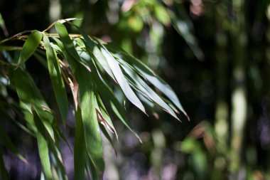 Gürcistan 'da makro ve fabrikalara yakın çekim