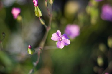 Çiçeklerin ve bitkilerin Macro 'su
