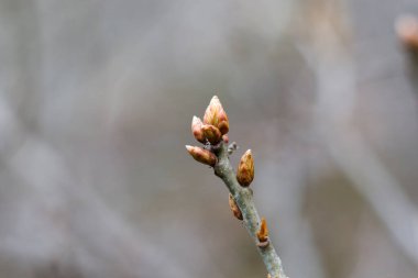 Ağaç dalı yakın plan ve makro, doğal bitki fotoğrafı, bokeh ve bulanık arkaplan.