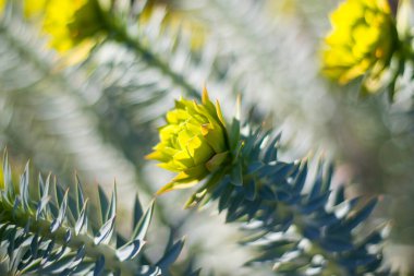 Sarı çiçek başlıklı makro ve yakın plan, bulanık ve bokeh arkaplan. Yeşil ve sarı renkler.