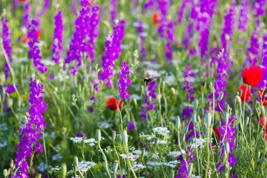 Lavanta çiçeği, bokeh ve bulanık arkaplan Makro ve yakın plan