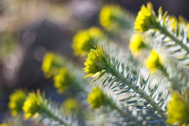 Sarı çiçek başlıklı makro ve yakın plan, bulanık ve bokeh arkaplan. Yeşil ve sarı renkler.