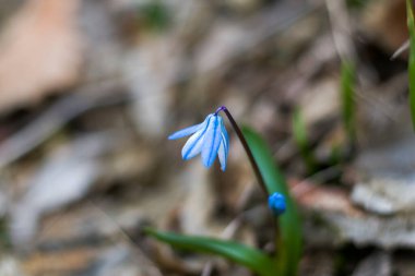 Mavi çiçekli makro ve yakın plan, bokeh ve bulanık arkaplan, mavi ve mor renkler. Georgia.