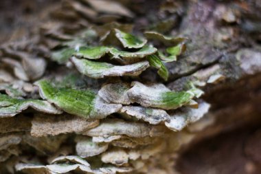 Gürcistan 'daki ağaç dalında, makro ve yosun yakın plan, yeşil renk..