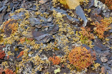 Dağlık alp bölgesindeki kaya zemininde yosun, sulu bitkiler, çiçekler ve diğer bitkiler..