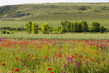 İlkbaharda Georgia 'da haşhaş ve diğer çiçeklerle vadiyi inanılmaz bir şekilde görmek.