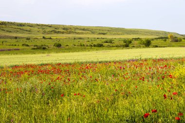 İlkbaharda Georgia 'da haşhaş ve diğer çiçeklerle vadiyi inanılmaz bir şekilde görmek.