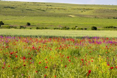 İlkbaharda Georgia 'da haşhaş ve diğer çiçeklerle vadiyi inanılmaz bir şekilde görmek.
