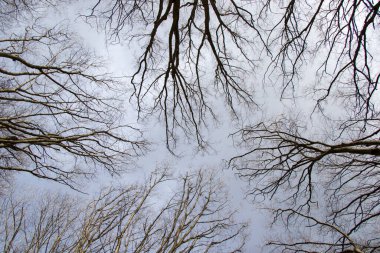 Gürcistan orman ağaçları ve çevresi, vahşi.