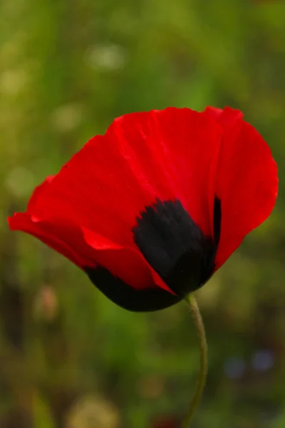 ジョージアのケシの頭のマクロとクローズアップ 赤い色の花 — ストック写真